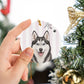 Dog12