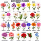 Birth Month Flowers Botanical Chart